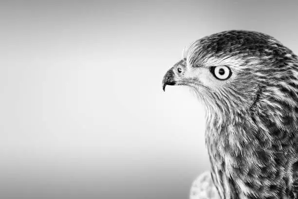Pale Chanting Goshawk facial portrait close-up in black and white with copy space from the Kgalagadi. Melierax canorus