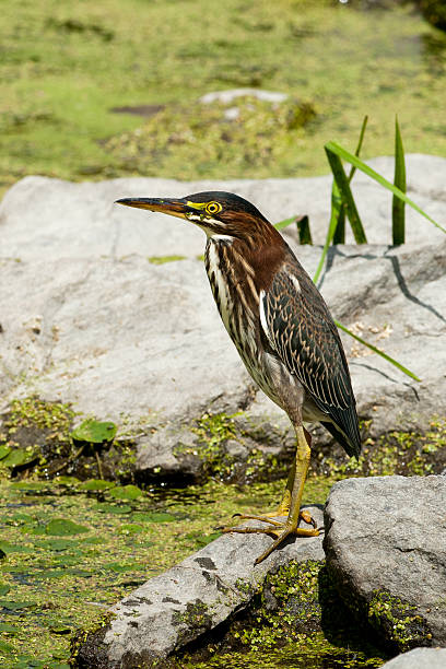istock Green Heron - Butorides virescens 121176172