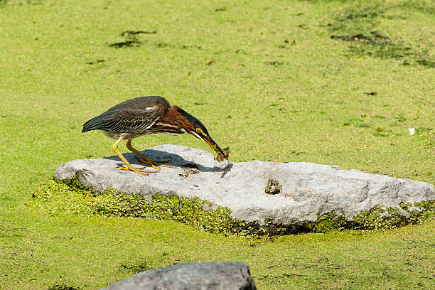 istock Green Heron - Butorides virescens 121176192