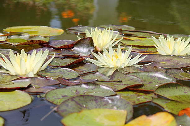 istock white lotus flowers with leaves 1211762150