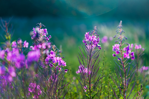 Pink flowers at sunset, close-up. Blooming country field. Summer landscape. Warm evening sunlight. Latvia