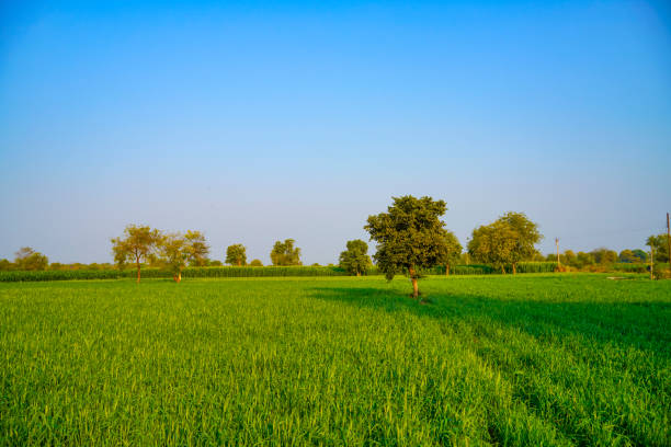 Green wheat farm in India