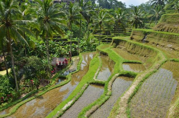 istock Rice terraces with palm trees and water 1211763575