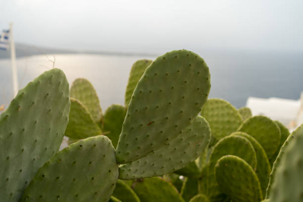 A stunning close-up of a prickly pear cactus with ripe fruit, set against the blue Mediterranean Sea in Pembroke, Malta. A beautiful blend of nature and coastal scenery