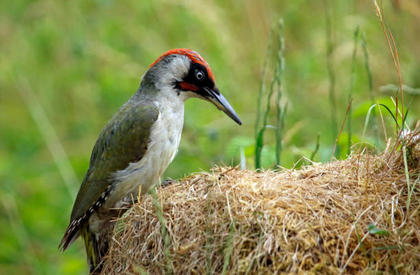 kuvapankkikuvat ja rojaltivapaat kuvat aiheesta urospuolinen vihreä tikka - european green woodpecker