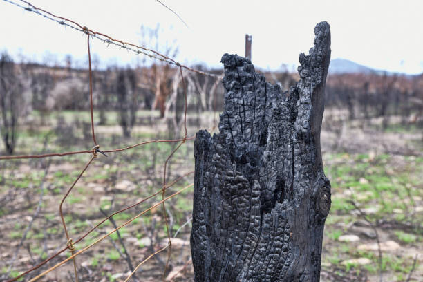 the bush fires on the east coast of australia has left a trail of devastation. on farms, the vegetation has been wiped out and the fences are partially destroyed. the posts are completely black and look like charcoal. - barbed wire rural scene wooden post fence imagens e fotografias de stock