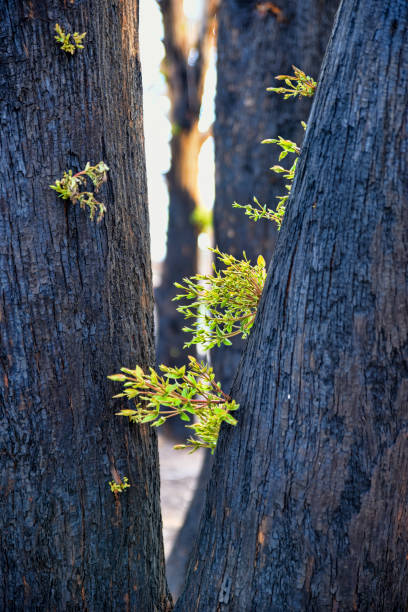 istock The devastating bush fires in Australia have left bare trees with black bark. After some time, the vegetation slowly comes alive.  On darkened trees looking like charcoal, regrowths appear bringing green branches and hope. 1211766003