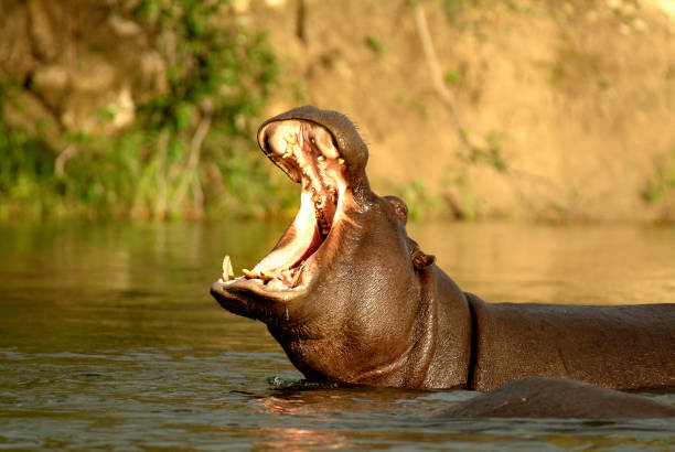 istock various African animal species 1211766442