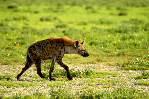 various African animal species in their natural environment such as monkeys, hippos, hyenas, elephants, hares, turtles and reptiles