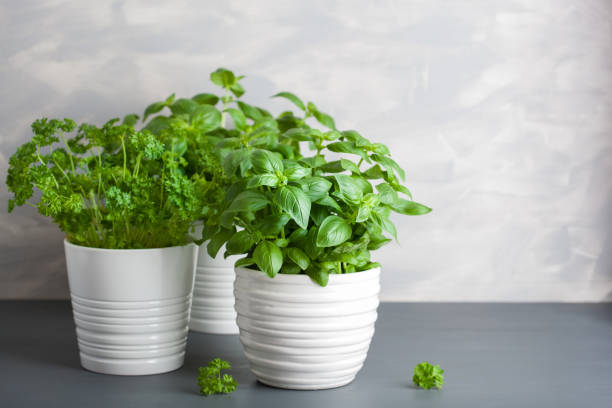 istock fresh basil and parsley herb in flowerpot 1211768992