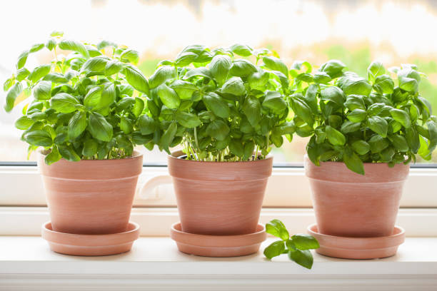 istock fresh basil herb in flowerpot on window 1211769350