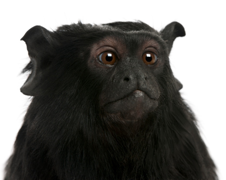 Red-handed Tamarin, Saguinus midas, six years old, in front of white background.