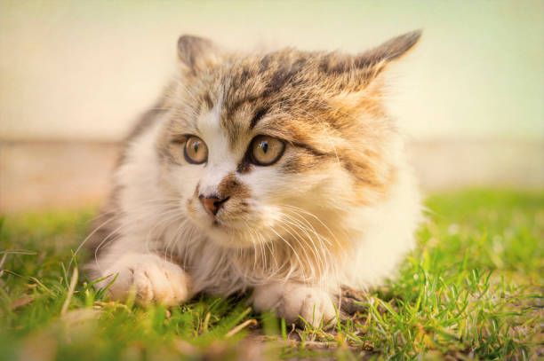 istock Little fluffy spotted kitten playing in the spring morning sunny garden 1211771030