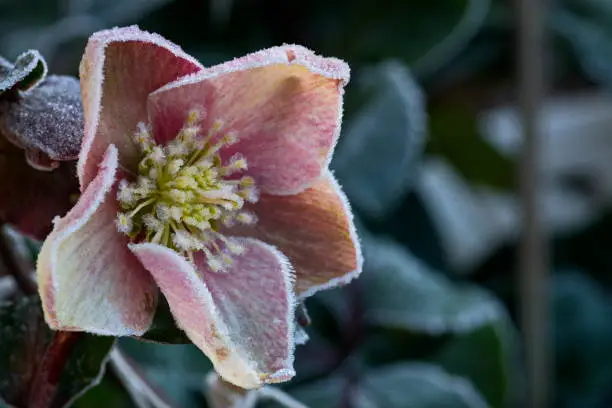Close-up of Helleborus orientalis 'Ballard Hybrids' or "Snow Rose" par excellence. Bavaria, Germany.