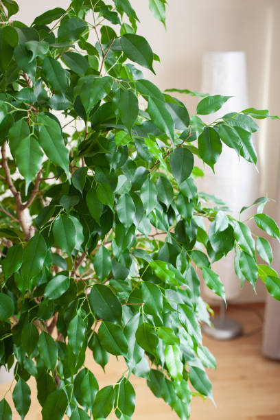 istock ficus benjamina large green houseplant 1211772228