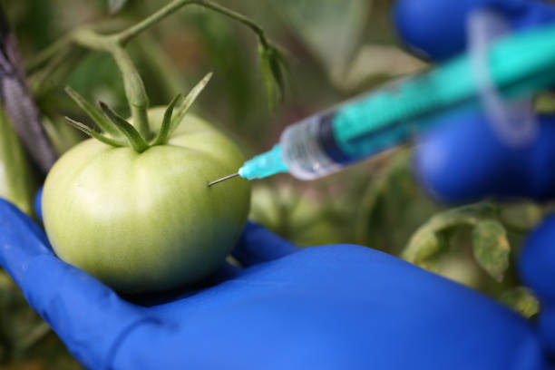 entwicklung und experiment der biotechnologie - tomato genetic modification biotechnology green stock-fotos und bilder