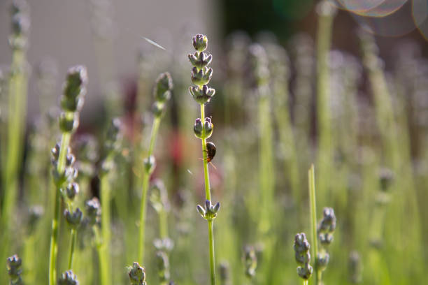 A ladybird walking in the lavender stem
