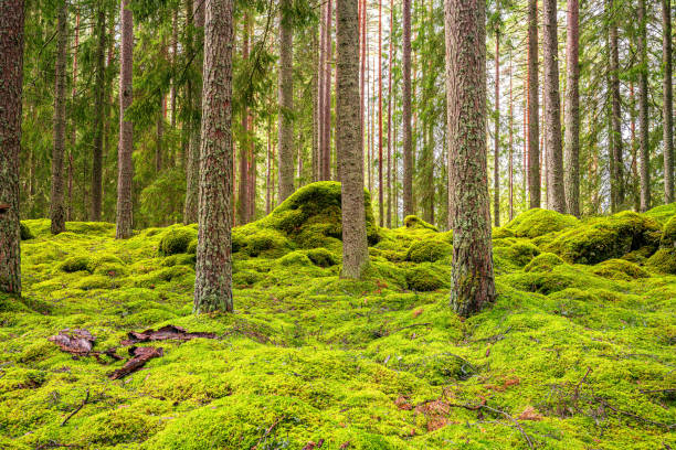 istock Beautiful pine and fir forest in Sweden 1211773729