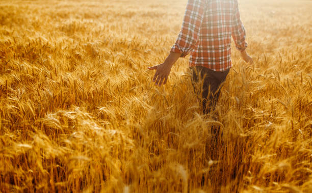 istock Farmer walking through field checking wheat crop. Farmer examining wheat field. 1211773826