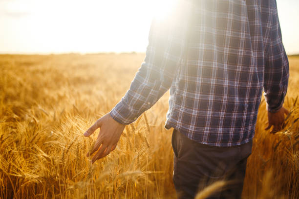 istock Farmer walking through field checking wheat crop. Farmer examining wheat field. 1211773839