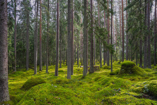 istock Beautiful pine and fir forest in summer sunlight 1211773866