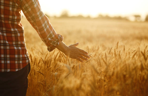istock Farmer walking through field checking wheat crop. Farmer examining wheat field. 1211773941