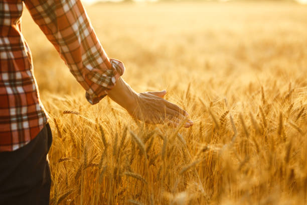 istock Farmer walking through field checking wheat crop. Farmer examining wheat field. 1211773959