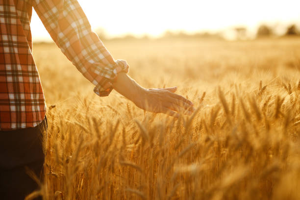 istock Farmer walking through field checking wheat crop. Farmer examining wheat field. 1211773962