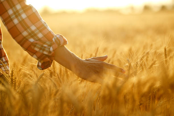 istock Farmer walking through field checking wheat crop. Farmer examining wheat field. 1211773973