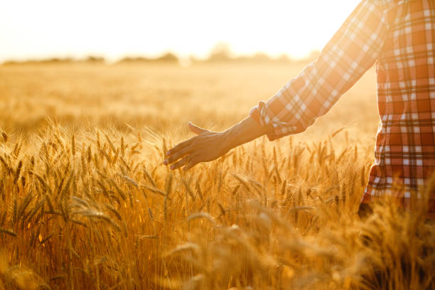 istock Farmer walking through field checking wheat crop. Farmer examining wheat field. 1211774007