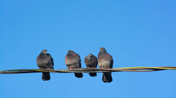 istock A group of pigeons perched on a power line against a blue sky. 1211774117