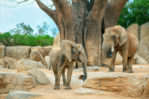 African Elephants living together in savanna