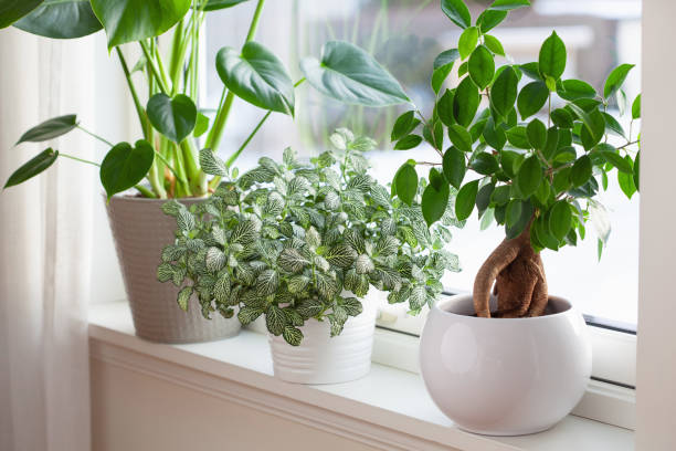 houseplants fittonia, monstera and ficus microcarpa ginseng in white flowerpots on window houseplants fittonia, monstera and ficus microcarpa ginseng in white flowerpots on window ficus microcarpa bonsai stock pictures, royalty-free photos & images