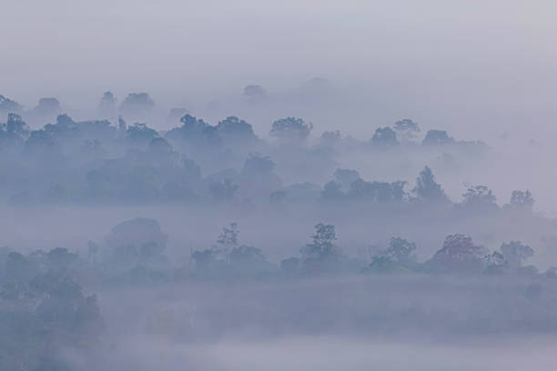 istock The trees were covered by fog 1211774424