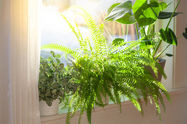 plantas de la casa fittonia, nephrolepis y monstera en macetas blancas en la ventana - fern leaf plant close up fotografías e imágenes de stock