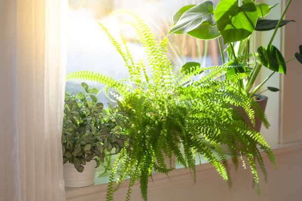 Photo of houseplants fittonia, nephrolepis and monstera in white flowerpots on window