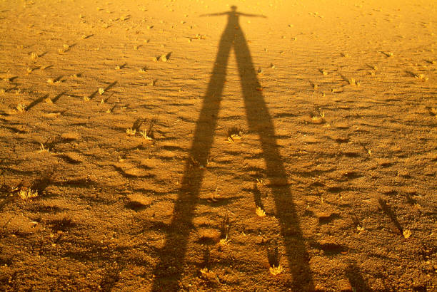 Different photos of the desert, desert sand with its shapes and patterns and dried up trees