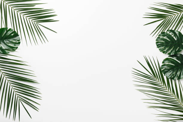 istock Creative Tropical frame of palm and Monstera leaves on white 1211776300