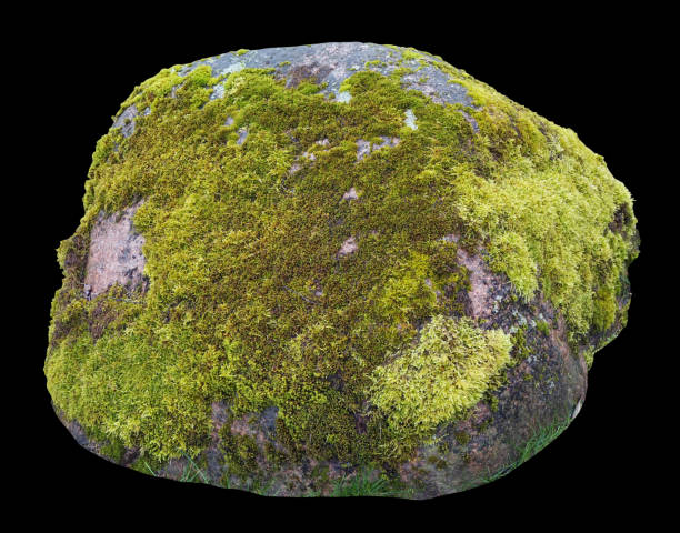 Large forest granite boulder stone overgrown with green moss isolated on  black