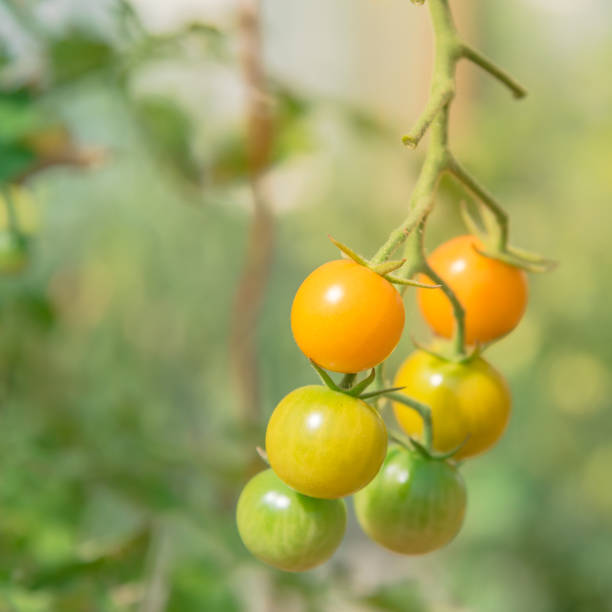 istock Close-up cherry tomatoes on vines selective focus greenhouse background 1211777190