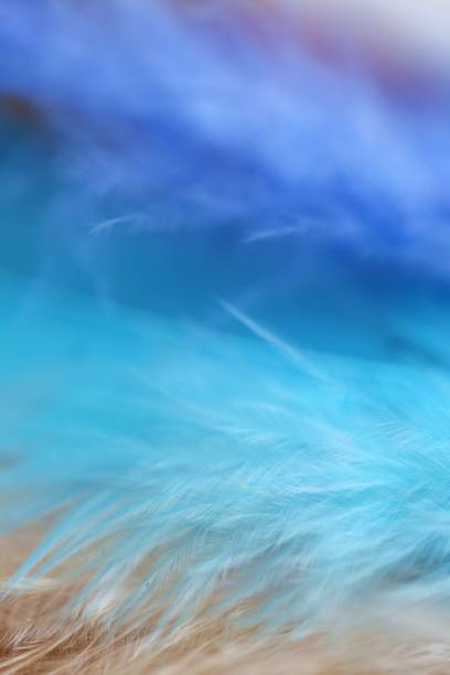 istock Feathers texture in pastel colors.Blue, turquoise feathers set close-up background.Soft focus. multicolored Fluffy soft background. lightness and softness. 1211777393