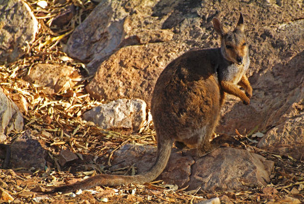 австралия, nt, зоология, валлаби - wallaby kangaroo australia northern territory стоковые фото и изображения