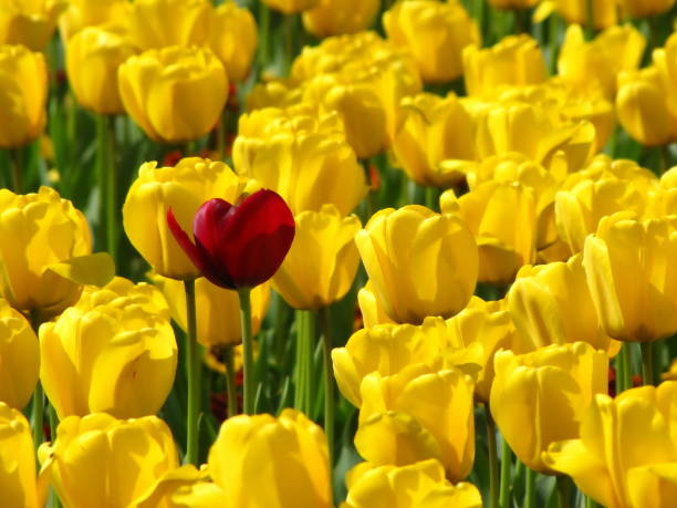 istock Yellow tulips, one red among them 1211779451