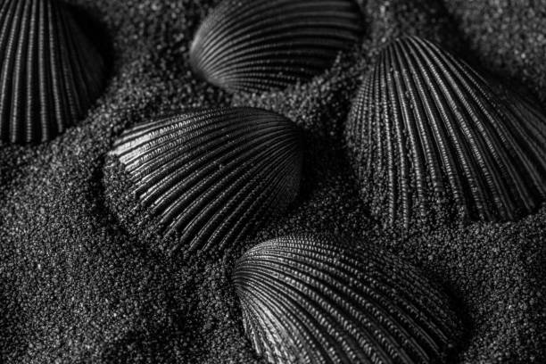 istock Black shell on a black sand dunes background. Black design. 1211779547