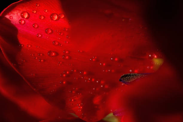 istock close-up tulip petal wetted with dew 1211779701