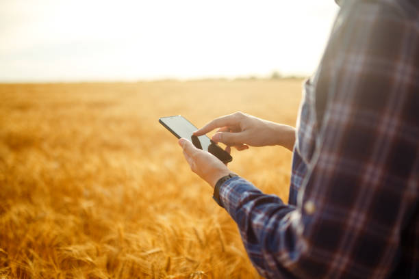 istock Hands of a farmer holding a phone and using Internet in wheat field. Smart farming using modern technologies in agriculture. 1211779746
