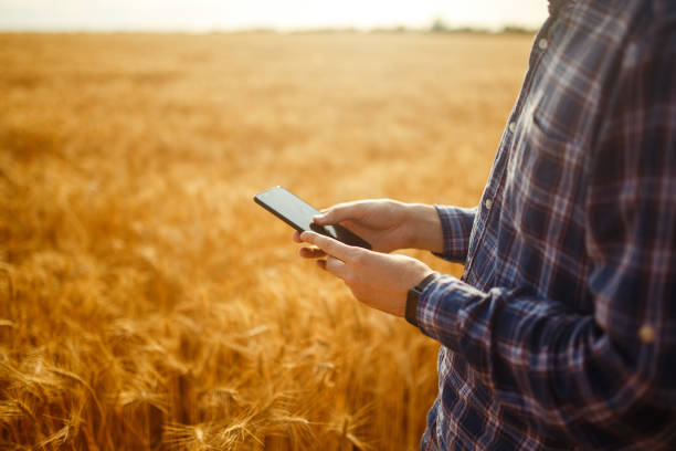istock Hands of a farmer holding a phone and using Internet in wheat field. Smart farming using modern technologies in agriculture. 1211779747
