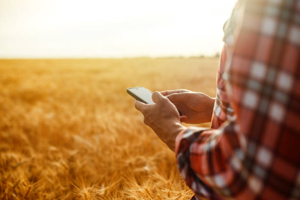 istock Hands of a farmer holding a phone and using Internet in wheat field. Smart farming using modern technologies in agriculture. 1211779845