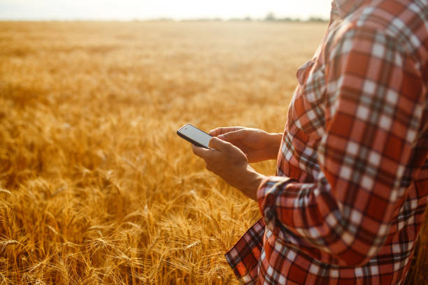 istock Hands of a farmer holding a phone and using Internet in wheat field. Smart farming using modern technologies in agriculture. 1211779860