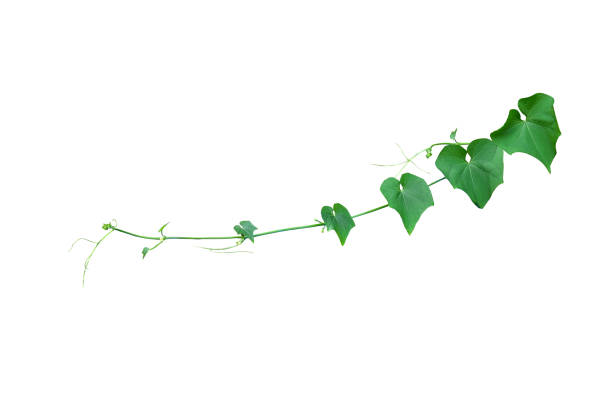istock Heart shaped leaves vine, devil's ivy, golden pothos, isolated on white background, clipping path included. Ornamental plant with natural fresh. Floral Desaign. HD Image and Large Resolution. can be used as wallpaper 1211780018